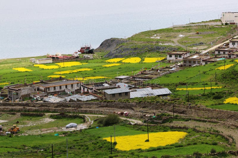 The great beautiful mustard flower field at Tibet is easily to see on July-August. The great beautiful mustard flower field at Tibet is easily to see on July-August