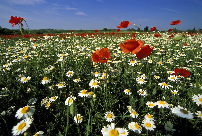 Campo de flor selvagem foto de stock Campo de flor selvagem foto de stock