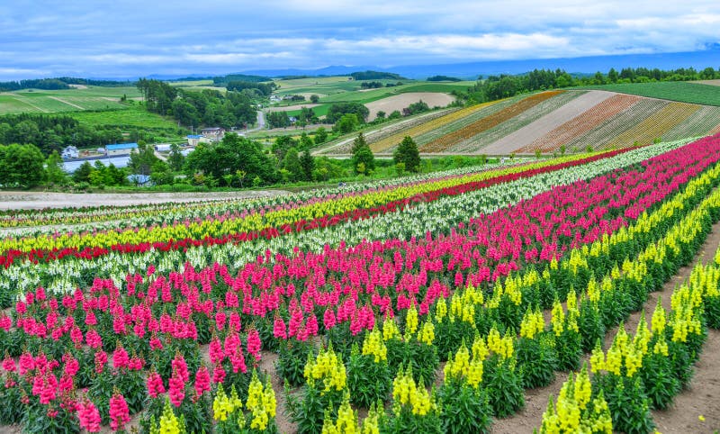 Campo De Flores Coloridas En Biei, JapÃ³n Imagen de archivo - Imagen de  vacaciones, ambiente: 157553361