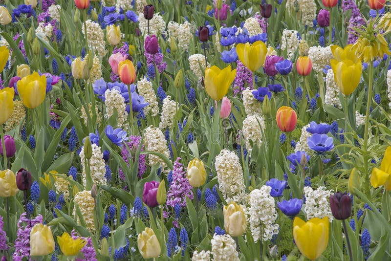 Campo De Flores Coloridas En Los Países Bajos, Keukenhof Variedades De  Flores Finas Paisaje Natural De Primavera Foto de archivo - Imagen de  europeo, hojas: 169219164