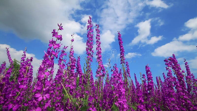 Campo de flores cor-de-rosa e do céu azul