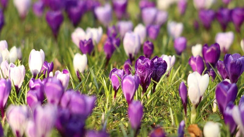 Campo de flores del resorte