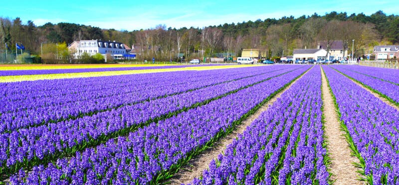 Campo de flores na Holanda imagem de stock. Imagem de floral - 42752607