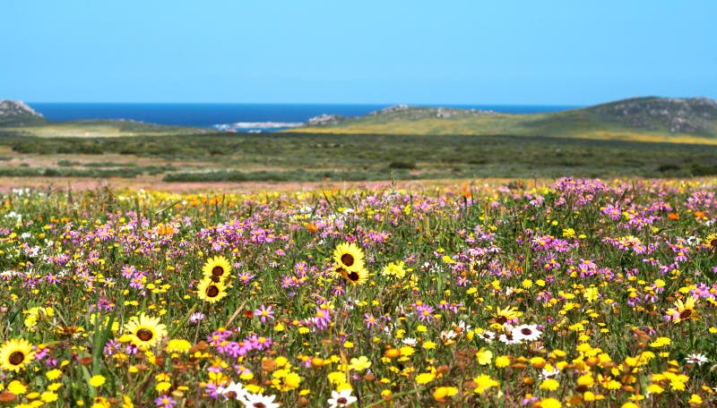 Campo De Flores Salvajes Coloridas Foto de archivo - Imagen de paisaje,  endangered: 5375992