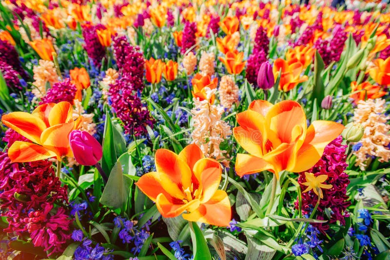 Campo De Flores Selvagens Holanda Da Paisagem Da Mola Foto de Stock