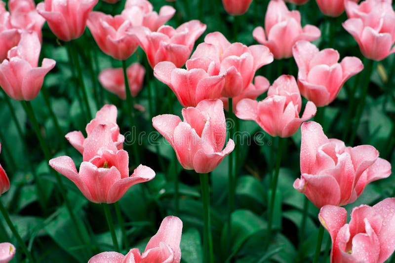 Campo De Flores De Tulipa Natural Cor-de-rosa-vermelha, Em Fundo Natural De  Primavera Imagem de Stock - Imagem de vermelho, fundo: 211551073