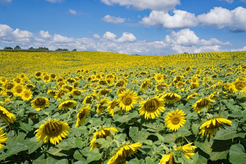 Campo De Girasoles Gigantes -2 Imagen de archivo - Imagen de apalaches,  anual: 99592905