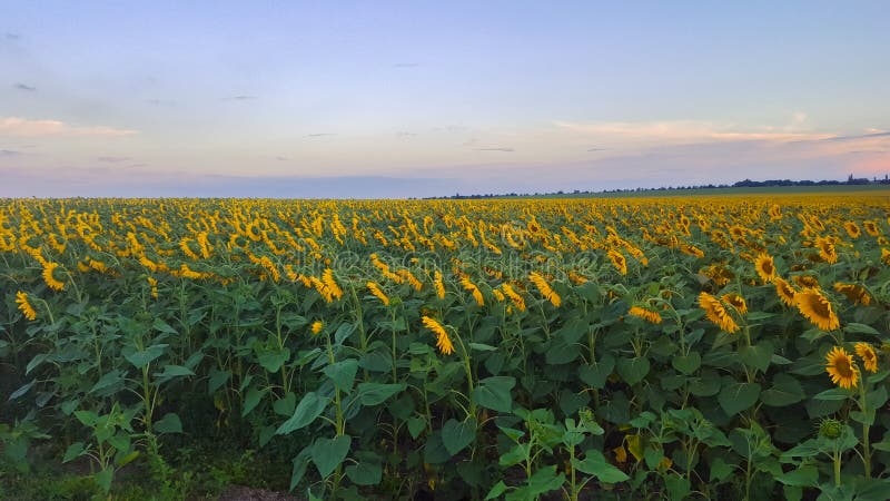 Campo de girasoles por la tarde Extensiones de la región agrícola fotografía de archivo Campo de girasoles por la tarde Extensiones de la región agrícola fotografía de archivo