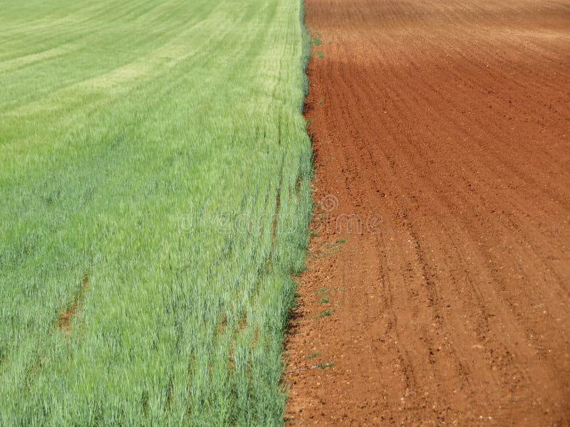 Campo de grano hermoso que espera para ser amarillo y seco ser cosechado imágenes de archivo libres de regalías Campo de grano hermoso que espera para ser amarillo y seco ser cosechado imágenes de archivo libres de regalías