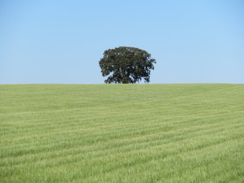 Campo de grano hermoso que espera para ser amarillo y seco ser cosechado fotos de archivo libres de regalías Campo de grano hermoso que espera para ser amarillo y seco ser cosechado fotos de archivo libres de regalías