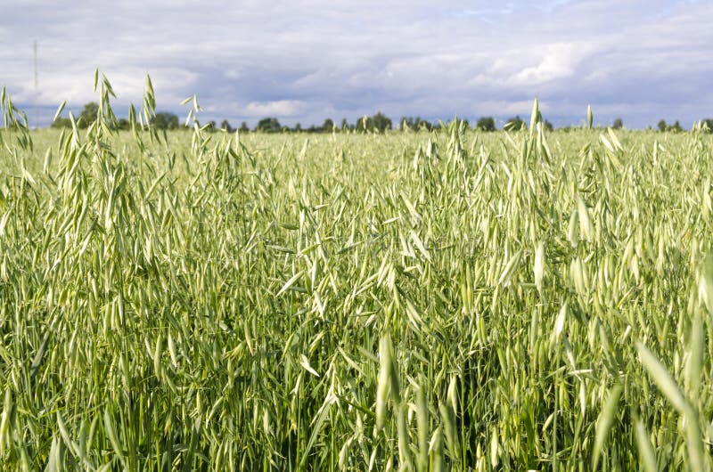 Campo de la avena, cereales plantados, cosecha, cosechando la alimentación para los caballos, foto de archivo Campo de la avena, cereales plantados, cosecha, cosechando la alimentación para los caballos, foto de archivo