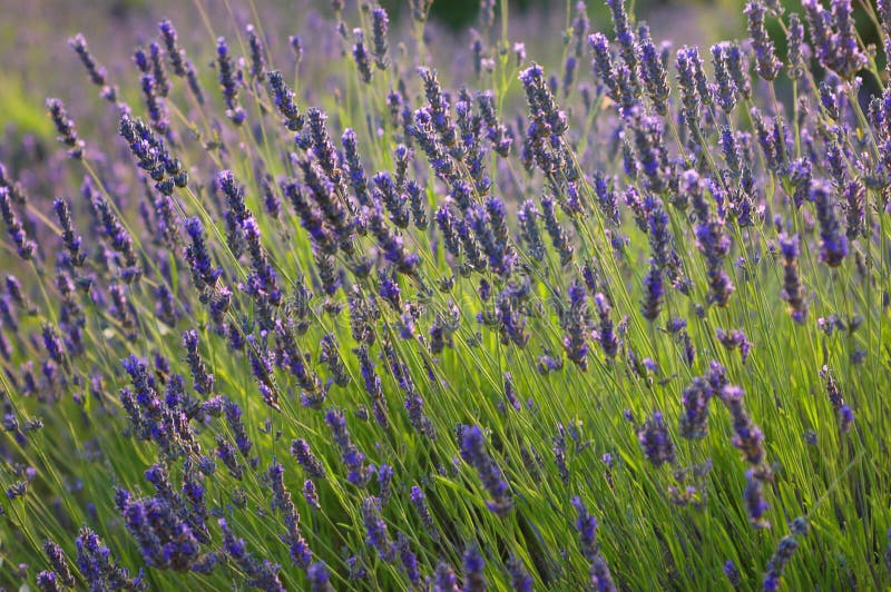 Campo de la lavanda fotografía de archivo libre de regalías Campo de la lavanda fotografía de archivo libre de regalías