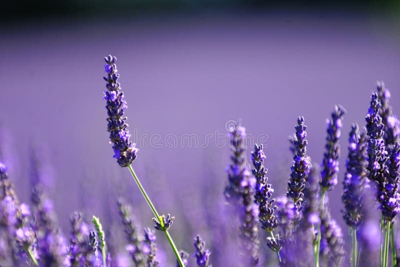 Campo de la lavanda fotografía de archivo Campo de la lavanda fotografía de archivo