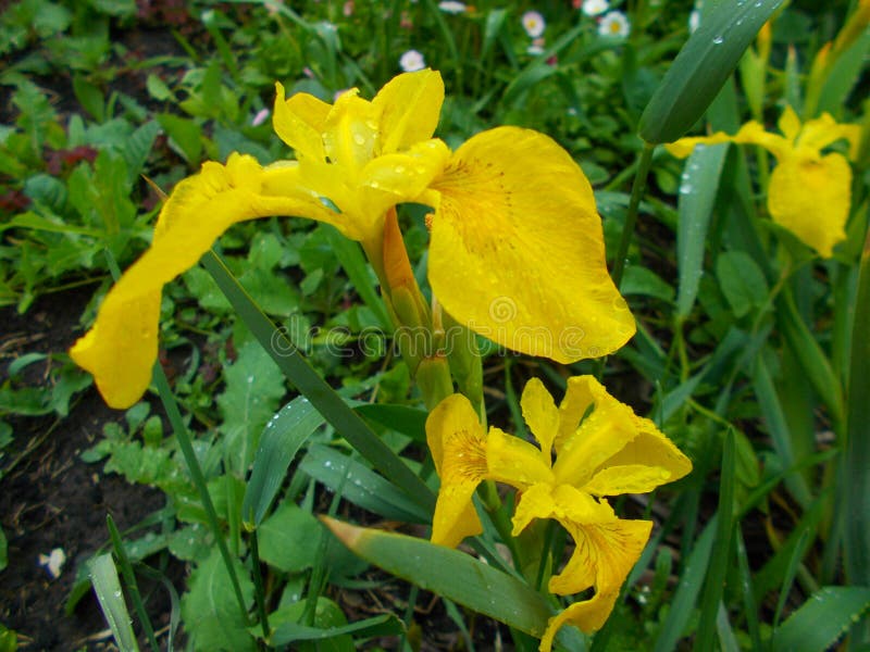 Campo de la lluvia de la flor del iris amarillo foto de archivo libre de regalías Campo de la lluvia de la flor del iris amarillo foto de archivo libre de regalías