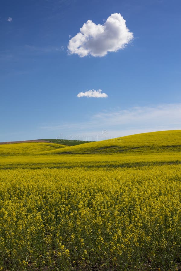 Campo de la región amarilla de Palouse de la rabina de Washington State United States de América imagenes de archivo Campo de la región amarilla de Palouse de la rabina de Washington State United States de América imagenes de archivo