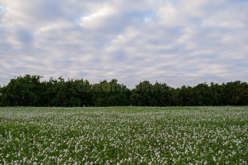 Campo De Las Flores Blancas Con Las Plantaciones Anaranjadas En El Fondo  Foto de archivo - Imagen de nublado, cielo: 88664324