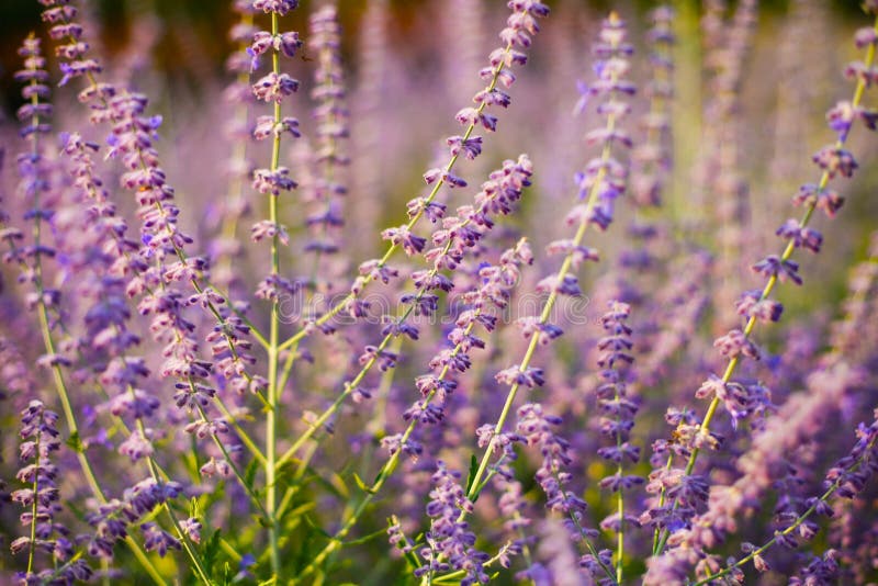Campo de las flores púrpuras del verano del sabio ruso en la luz del sol caliente fotografía de archivo Campo de las flores púrpuras del verano del sabio ruso en la luz del sol caliente fotografía de archivo