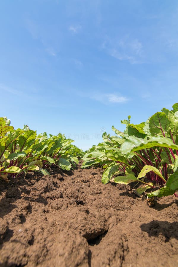 Campo de las remolachas rojas Plantas verdes jovenes de las remolachas imágenes de archivo libres de regalías Campo de las remolachas rojas Plantas verdes jovenes de las remolachas imágenes de archivo libres de regalías