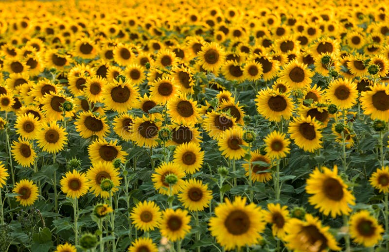 Sunflowers field near Arles in Provence, France. Sunflowers field near Arles in Provence, France