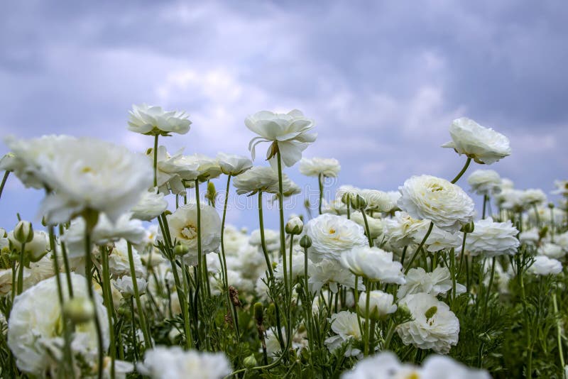 Campo de los ranúnculos florecientes blancos de las flores contra un cielo azul con las nubes imagen de archivo Campo de los ranúnculos florecientes blancos de las flores contra un cielo azul con las nubes imagen de archivo