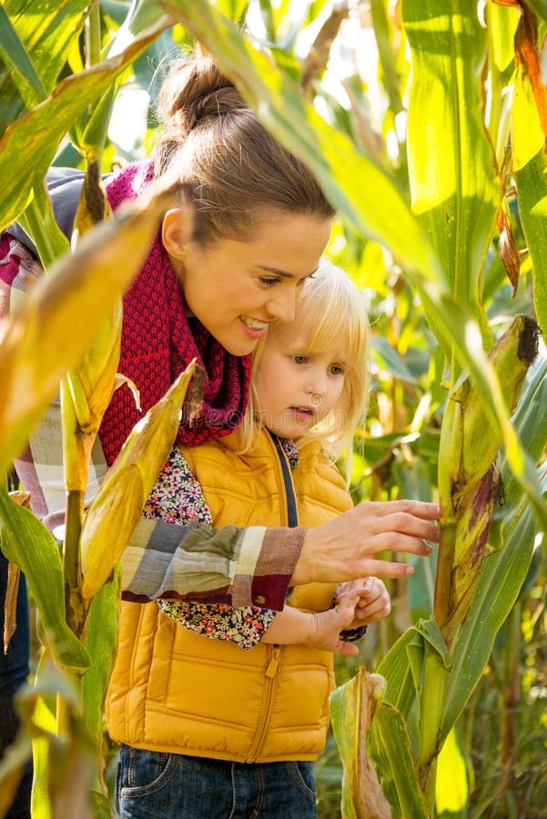 Campo de maíz de exploración feliz de la madre y del niño imágenes de archivo libres de regalías Campo de maíz de exploración feliz de la madre y del niño imágenes de archivo libres de regalías