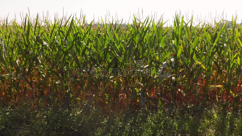 Campo de maíz dulce a finales del verano al atardecer. vuelo de drones bajos.