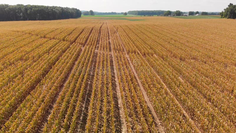 Campo de maíz a finales del verano. paisaje agrícola aéreo. vuelo de drones bajos.