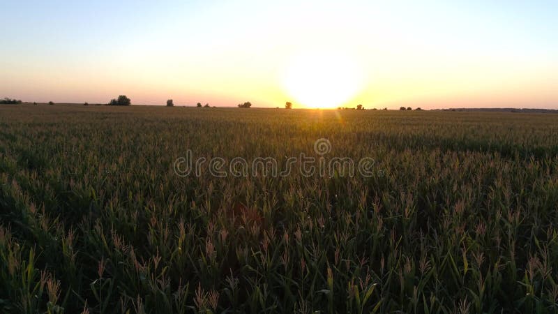 Campo de milho com opinião do olho do ` s do pássaro no por do sol Fotografia aérea do milho