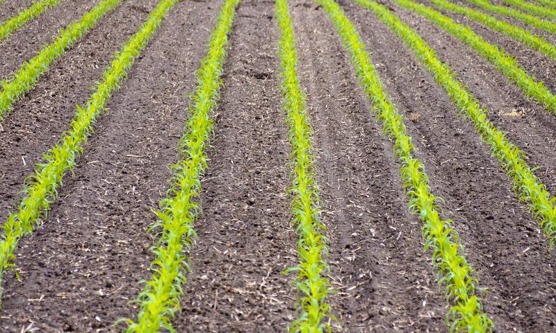 Campo de milho com plantas novas imagens de stock Campo de milho com plantas novas imagens de stock