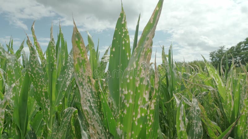 Campo de milho danificado por herbicida