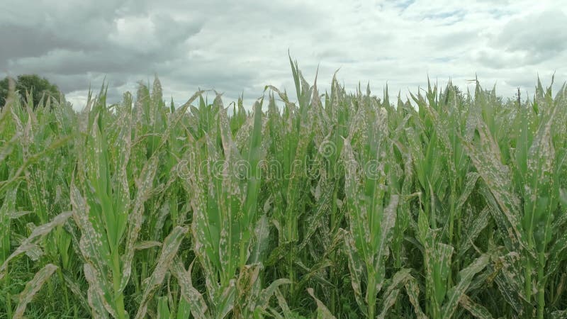 Campo de milho danificado por herbicida