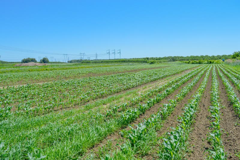 Campo de milho em Quebeque fotografia de stock Campo de milho em Quebeque fotografia de stock