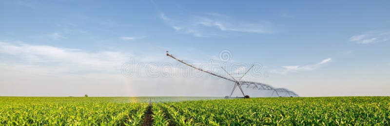 Campo de milho molhando agrícola do sistema de irrigação no verão foto de stock royalty free Campo de milho molhando agrícola do sistema de irrigação no verão foto de stock royalty free