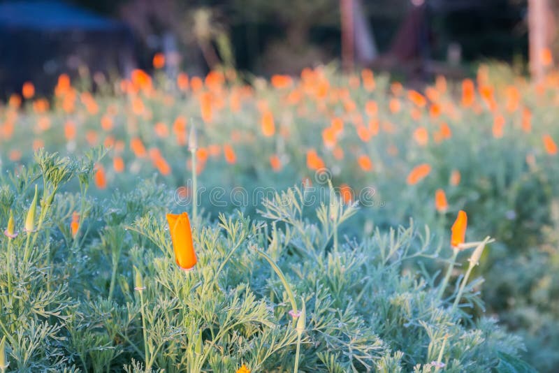 Campo de papoilas de Califórnia (californica de Eschscholzia) foto de stock Campo de papoilas de Califórnia (californica de Eschscholzia) foto de stock