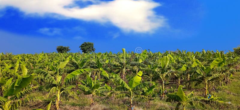 Banana plants may grow with varying degrees of success in diverse climatic conditions, but commercial banana plantations are primarily found in equatorial regions, in banana exporting countries. The four leading banana export countries worldwide are Ecuador, Costa Rica, Philippines, and Colombia. Now, the Indians are growing broad planting economically near the bank of Ganga river.
Banana plantations, as well as growing the fruit, may also package, process, and ship their product directly from the plantation to worldwide markets.
Production-related activities on a plantation may include cultivating and harvesting the fruit, transporting the picked bunches to a packing shed, hanging to ripen in large bunches, dividing large bunches into smaller market-friendly bunches, sorting, labeling, washing, drying, packing, boxing, storing, refrigeration, shipping, and marketing. Depending on the scope of the operation, other activities may include drying, food preparation, tourism, and market research. Banana plants may grow with varying degrees of success in diverse climatic conditions, but commercial banana plantations are primarily found in equatorial regions, in banana exporting countries. The four leading banana export countries worldwide are Ecuador, Costa Rica, Philippines, and Colombia. Now, the Indians are growing broad planting economically near the bank of Ganga river.
Banana plantations, as well as growing the fruit, may also package, process, and ship their product directly from the plantation to worldwide markets.
Production-related activities on a plantation may include cultivating and harvesting the fruit, transporting the picked bunches to a packing shed, hanging to ripen in large bunches, dividing large bunches into smaller market-friendly bunches, sorting, labeling, washing, drying, packing, boxing, storing, refrigeration, shipping, and marketing. Depending on the scope of the operation, other activities may include drying, food preparation, tourism, and market research.