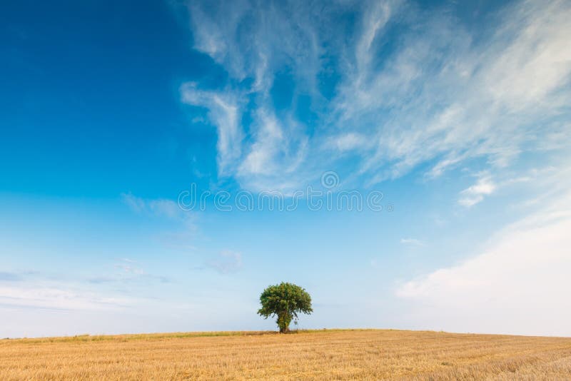 Campo de restolho com única árvore foto de stock Campo de restolho com única árvore foto de stock