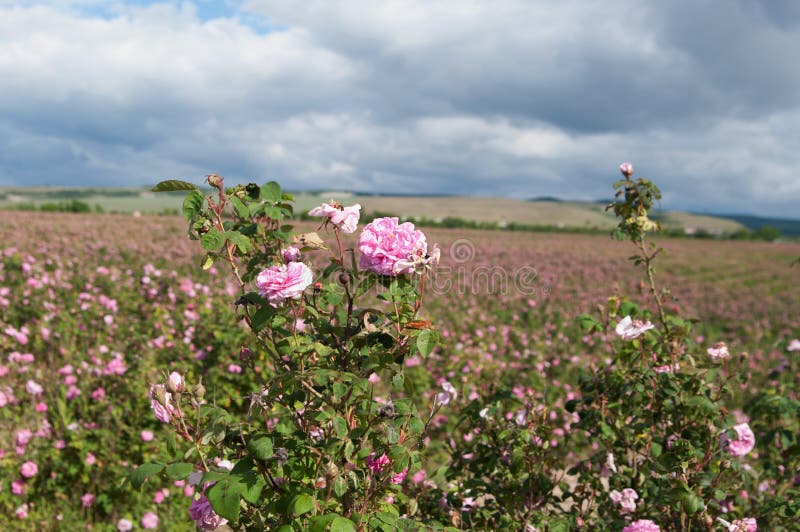 Campo de rosas de damasco cor-de-rosa de florescência em Bakhchisaray, Crimeia imagem de stock Campo de rosas de damasco cor-de-rosa de florescência em Bakhchisaray, Crimeia imagem de stock