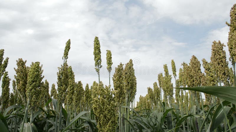 Campo de sorgo cultivado