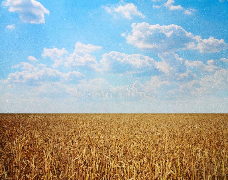 Trigo con saltado del lomo foto de archivo. Imagen de andes 53775694