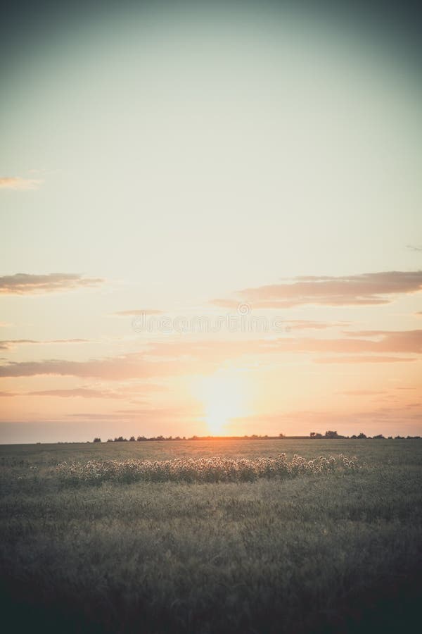 Campo de trigo amadurecido amarelo à noite no pôr do sol