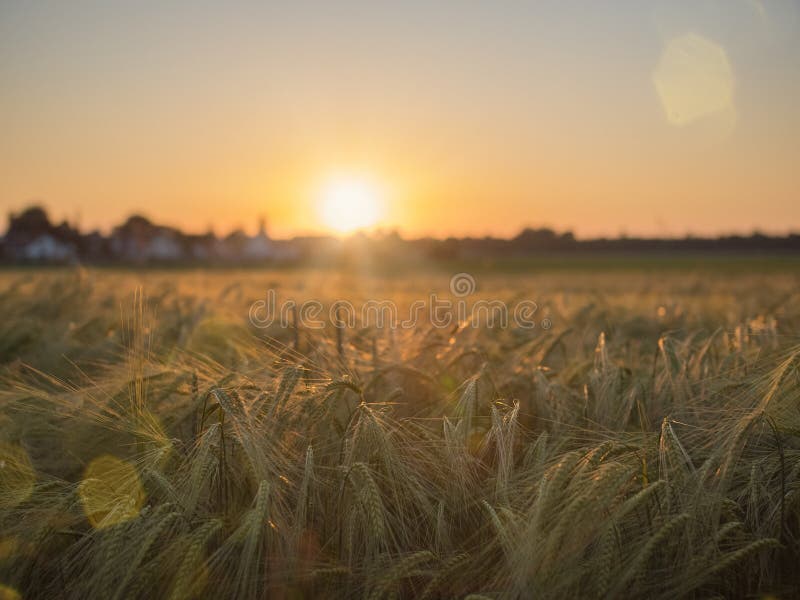 Campo de trigo com por do sol dourado foto de stock royalty free Campo de trigo com por do sol dourado foto de stock royalty free