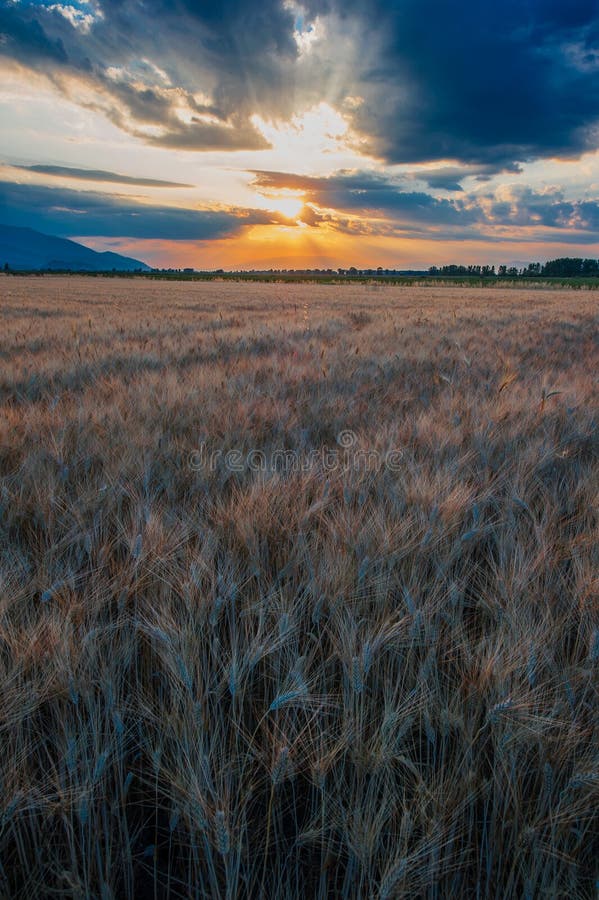 Campo de trigo contra puesta del sol de oro fotografía de archivo Campo de trigo contra puesta del sol de oro fotografía de archivo