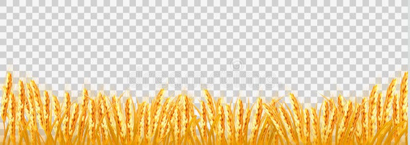 Campo de trigo del oro en fondo transparente stock de ilustración Campo de trigo del oro en fondo transparente stock de ilustración