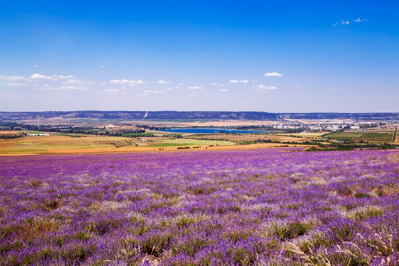 Field of wheat and lavender field in Crimea. Magnificent summer landscape. Natural cosmetics, aromatherapy, agriculture. Field of wheat and lavender field in Crimea. Magnificent summer landscape. Natural cosmetics, aromatherapy, agriculture