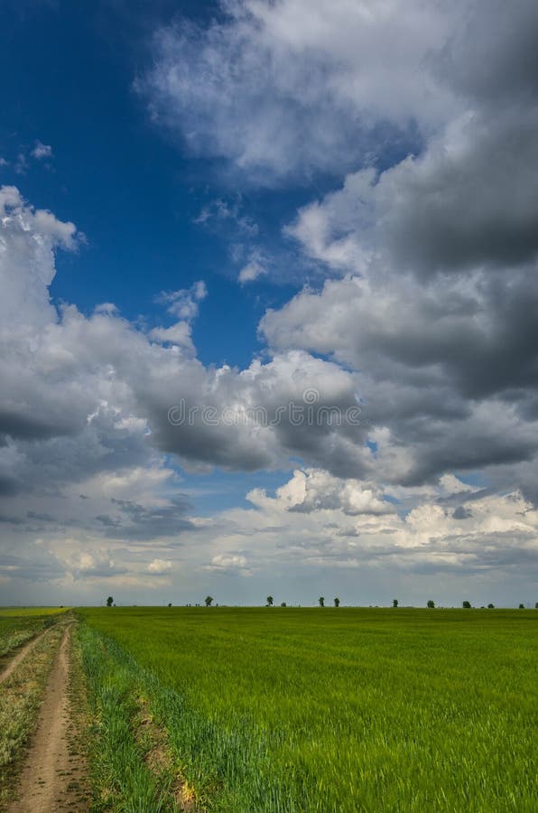 Campo De Trigo E Nuvens De Tempestade Verdes Foto de Stock - Imagem de