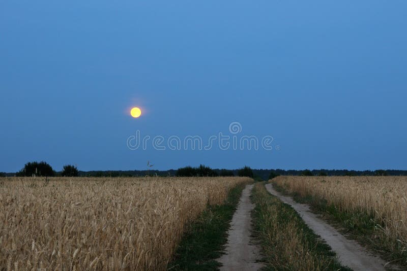 Campo de trigo en la noche imagen de archivo libre de regalías Campo de trigo en la noche imagen de archivo libre de regalías