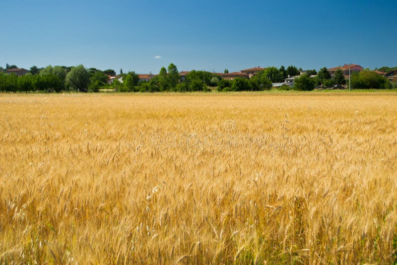 Campo de trigo magnífico no vento foto de stock Campo de trigo magnífico no vento foto de stock