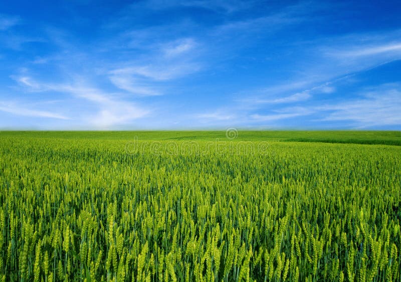 Campo de trigo sobre el cielo azul Campo de trigo sobre el cielo azul