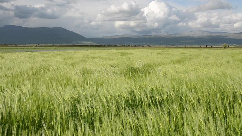 Campo de trigo soplando en el viento en el soleado día de primavera Cercano al campo de cebada verde en el campo Arañuelos jóvene