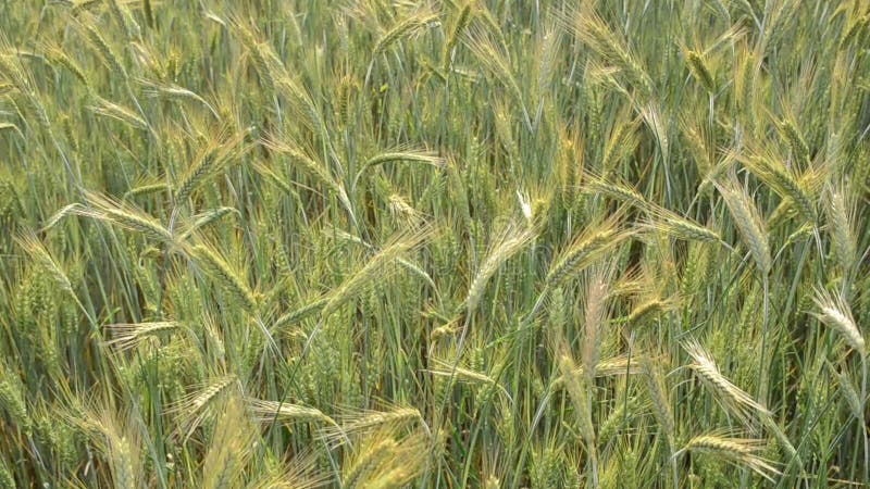 Campo de trigo soplando en el viento en el soleado día de primavera Cercanía de cebada verde en el campo Espeletas jóvenes y verd